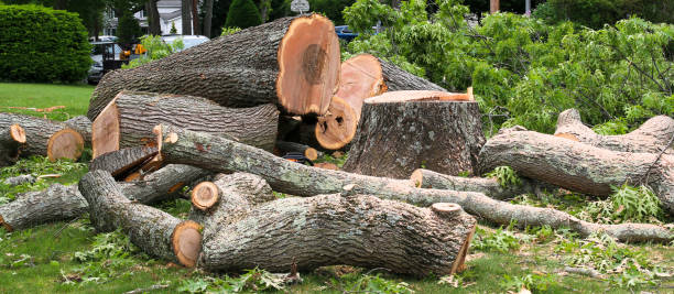 How Our Tree Care Process Works  in  Gates Mills, OH